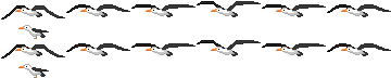Visual de Albatroz