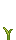 Visual colocado de Semente de Biscorn