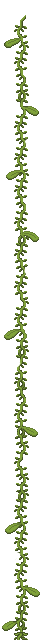 Visual colocado de Pé de Feijão